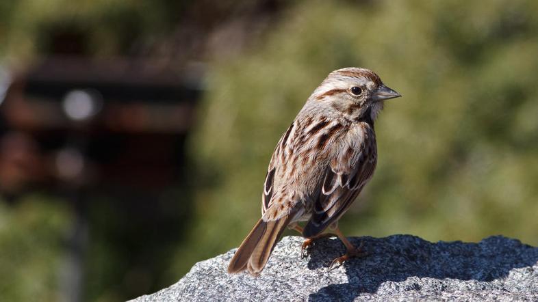 Zadnji mesec je iz sveta prišlo veliko poročil o množičnih poginih ptic. Hrvaške