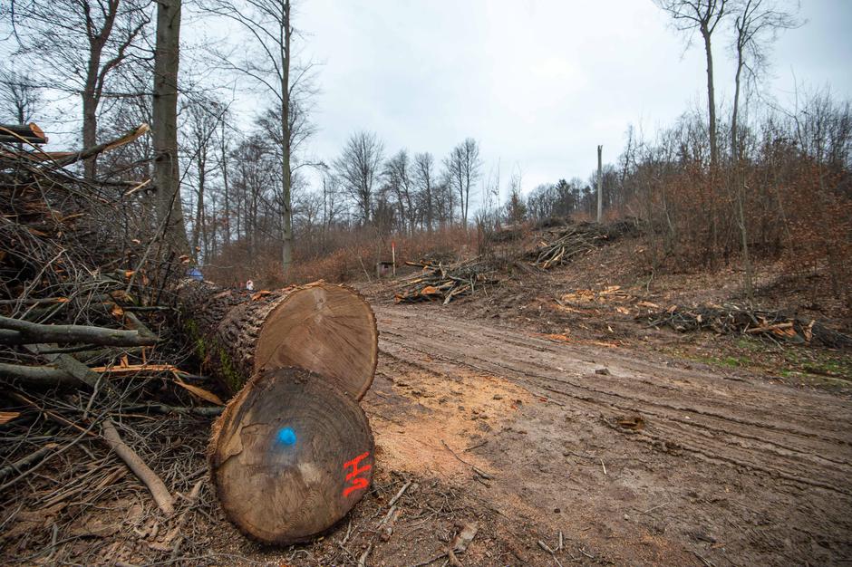 Sečnja lesa | Avtor: Anže Petkovšek