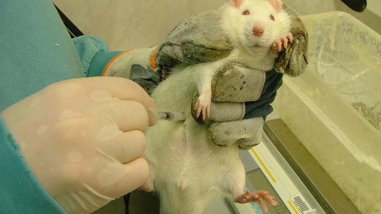 Laboratorijska podgana