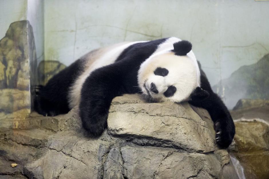Panda skotila dvojčka  | Avtor: EPA