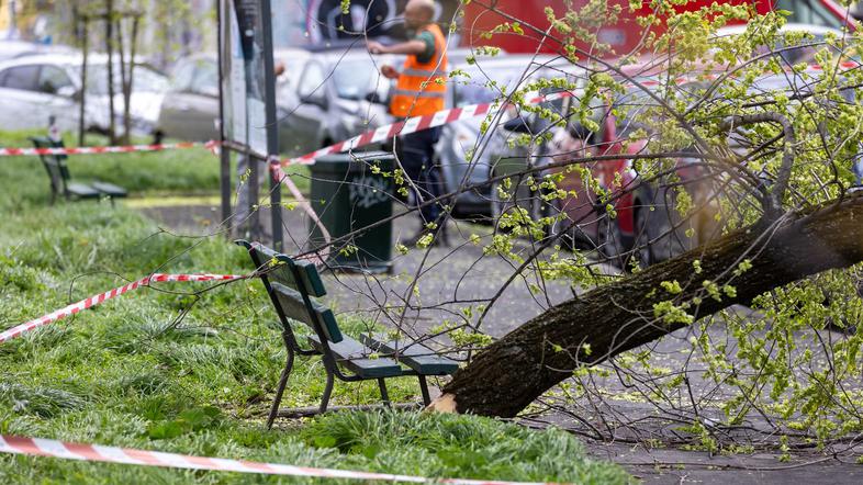 veter vetrovno vreme podrto drevo