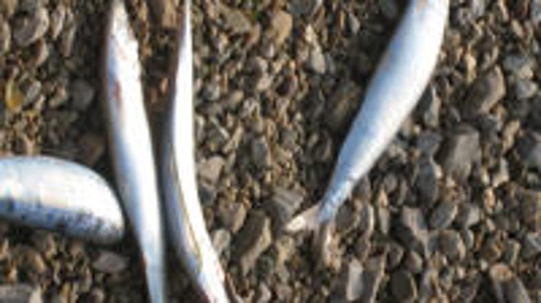 Koprski zavod za zdravstveno varstvo ljudi opozarja, da poginule ribe niso prime