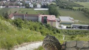 Mariborska želva