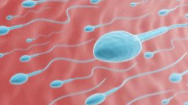 Raziskovalci so preučevali odvisnost med inteligenco in kvaliteto sperme.