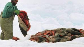 Lovci na tjulnje imajo letos dovoljenje za odlov 280 tisoč mladih tjulnjev.