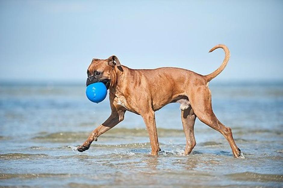 Pes na plaži | Avtor: Žurnal24 main