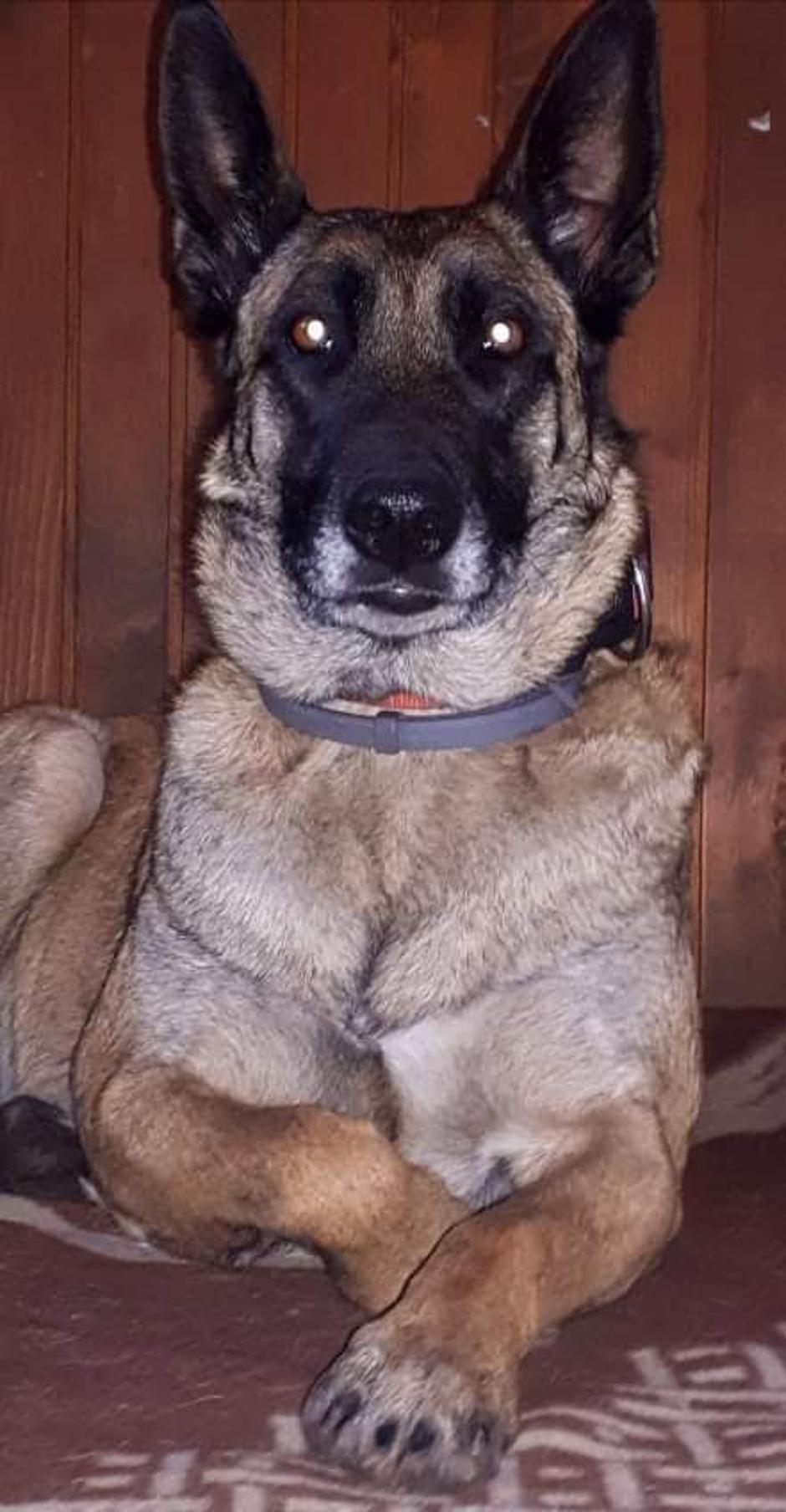 Bo-bo in Stella | Avtor: Andreja Cilenšek