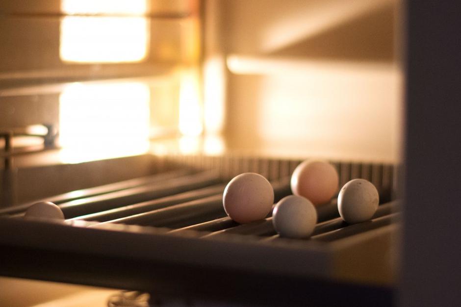 Aleksandri | Avtor: Katja Vogrinec