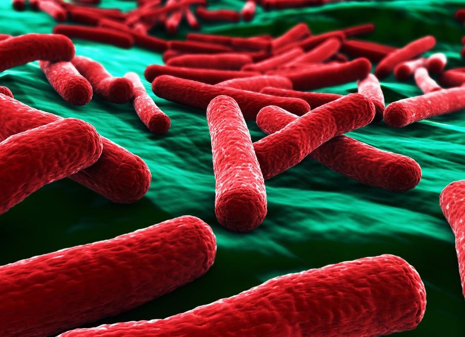 bakterije | Avtor: Shutterstock