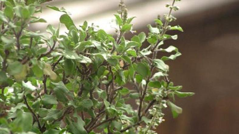 Sveta bazilika ali tulsi uspeva v Indiji.