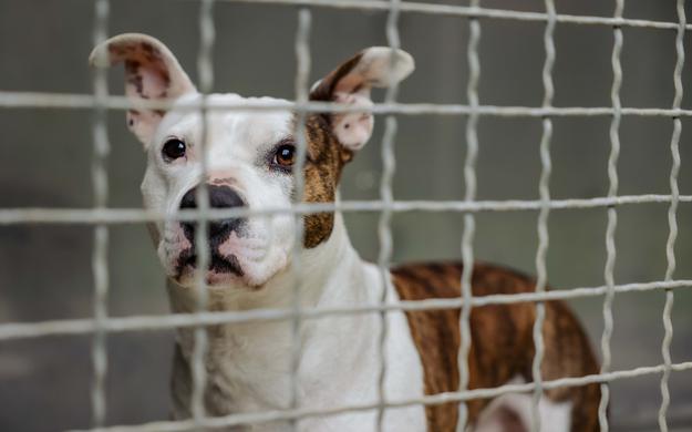 Zavetišče za živali Maribor