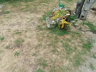 Suša, posušena zelenica na dvorišču