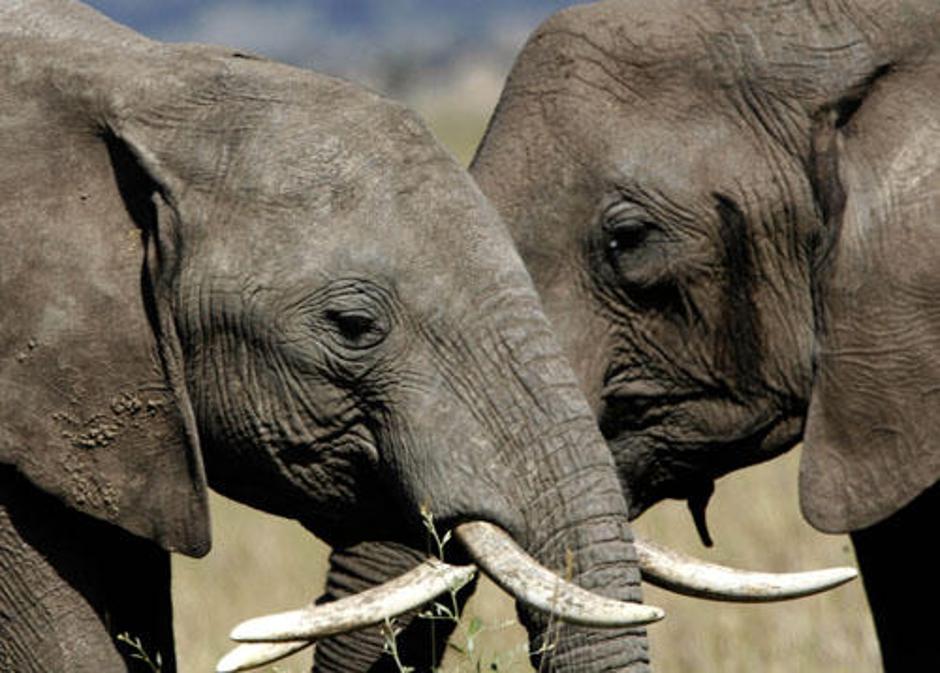 Sloni bodo za obiskovalce kmalu organizirali koncert. | Avtor: Žurnal24 main