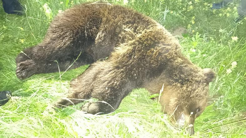 Medved, trčenje, Nomenj, prometna nesreča