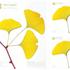 Samolepilni lističi Leaf-It Gingko. Oblikovanje: Sangwoo Nam za Appree.