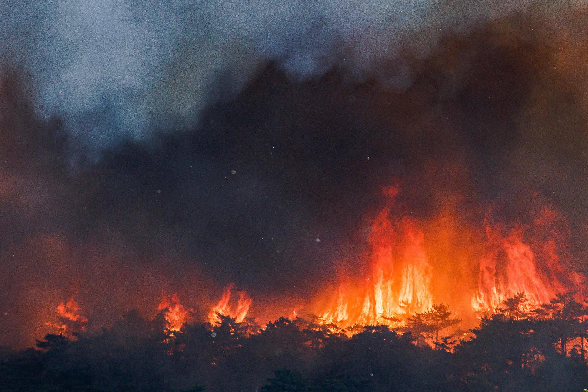 Крупные пожары в россии за последние годы. Пожар в лесу. Крупные Лесные пожары. Самый крупный пожар в мире. Самые большие пожары в мире.