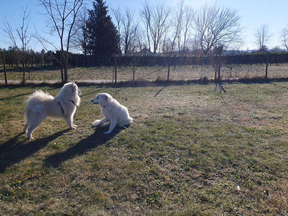 pes blazno blatno | Avtor: Blazno blatno