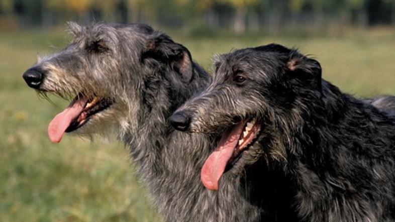 Škotski jelenar, Scottish Deerhound