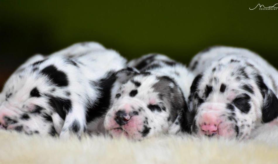 Nova pravila za vzrejo in prodajo hišnih ljubljenčkov