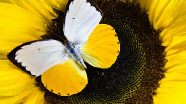 Po teoriji Lorenza lahko metulji sčasoma sprožijo velike spremembe v ozračju.