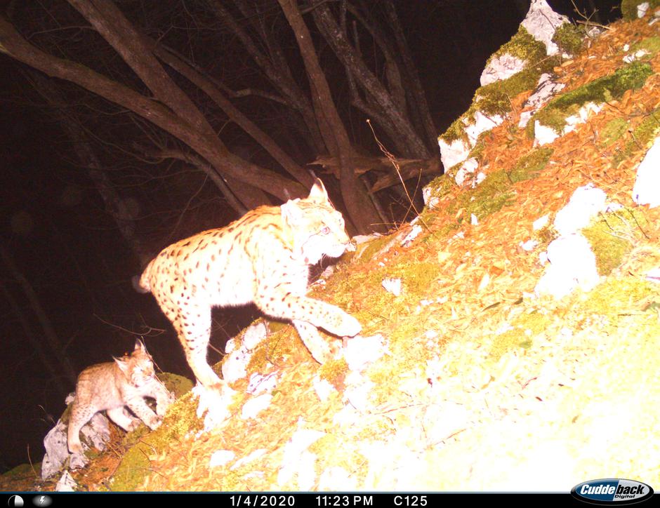 Projekt LIFE Lynx: Risinji Teja in Mala | Avtor: Projekt LIFE Lynx