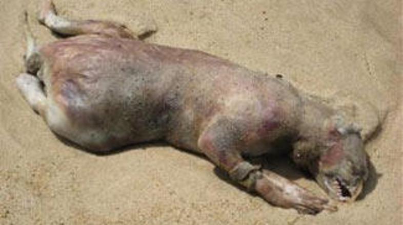 Je bitje pošast ali človeška stvaritev?