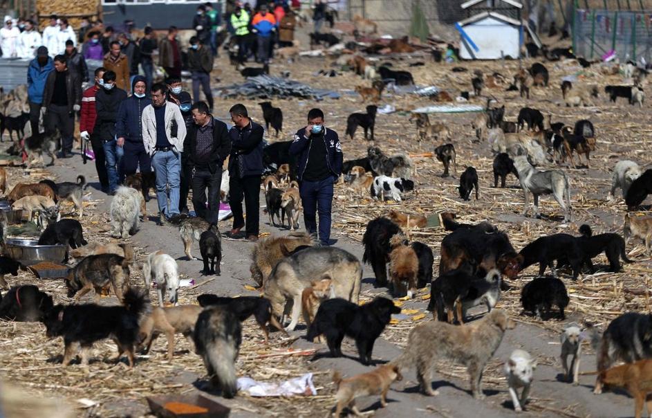 Center za reševanje psov