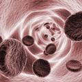 Matične zarodne celice se največkrat spremenijo v navadne krvne celice, ki hitro