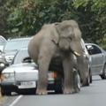 Slon in avto