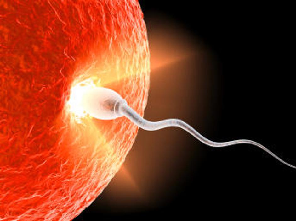 Kromosom Y je hitrejši od X. | Avtor: Žurnal24 main