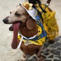 Pes na karnevalu v Riu.