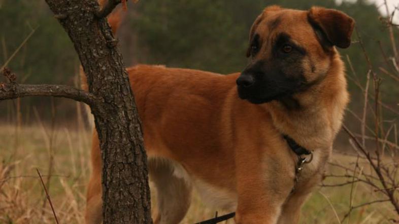 Kora, Obalno zavetišče