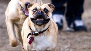 Če je pes preutrujen, vam bo to pokazal tako, da bo začel zaostajati. (Foto: Shu