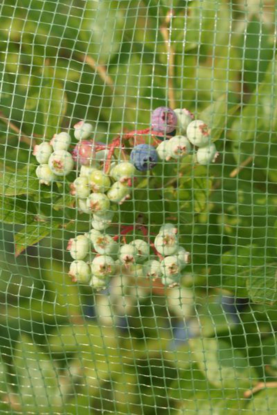 ameriške borovnice | Avtor: Pinterest