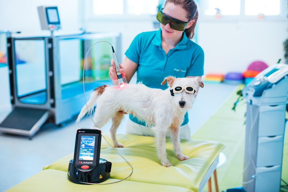 Fizioterapija za pse Dogs4motion | Avtor: Anja Troha