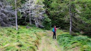 Gozd, narava, drevesa