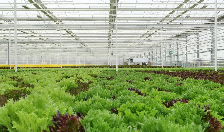 Najsodobnejši steklenjak v Sloveniji: Letno pridelajo štiri milijone glav solate