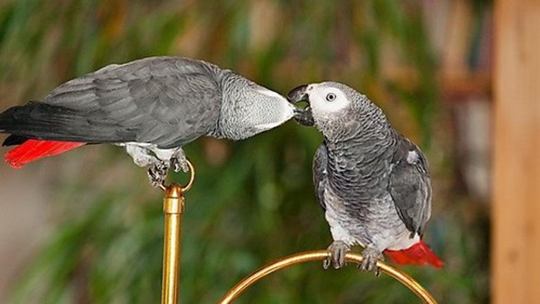 Sivi žako, Psittacus erithacus