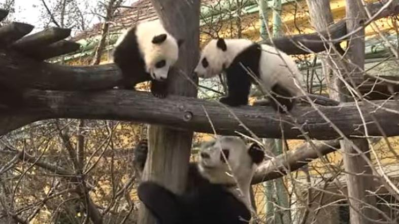 Dvojčka pande Dunaj