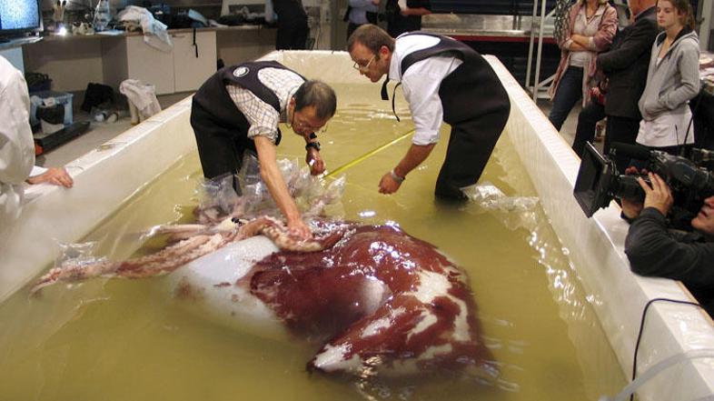 Znanstveno proučevanje lignja, h kateremu so pripustili tudi nekaj navadnih smrt