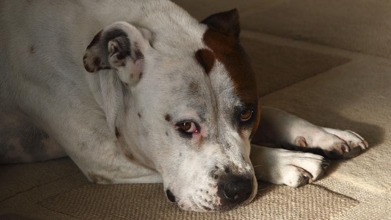 Staffordshire Terrier