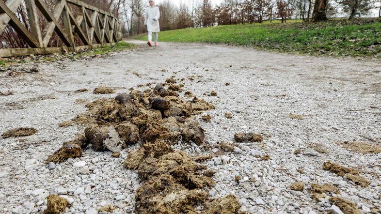 konjska figa, hipodrom stožice