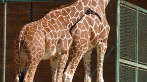 žirafa, živalski vrt