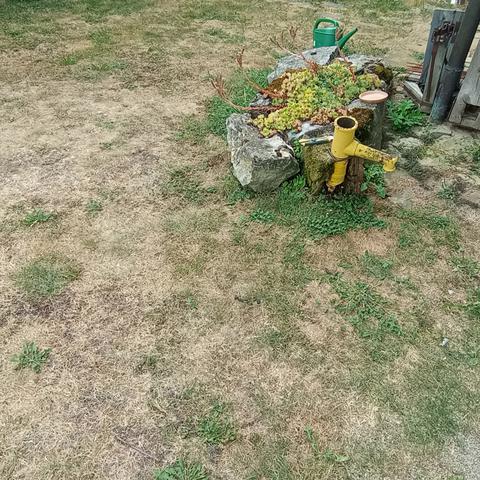 Suša, posušena zelenica na dvorišču