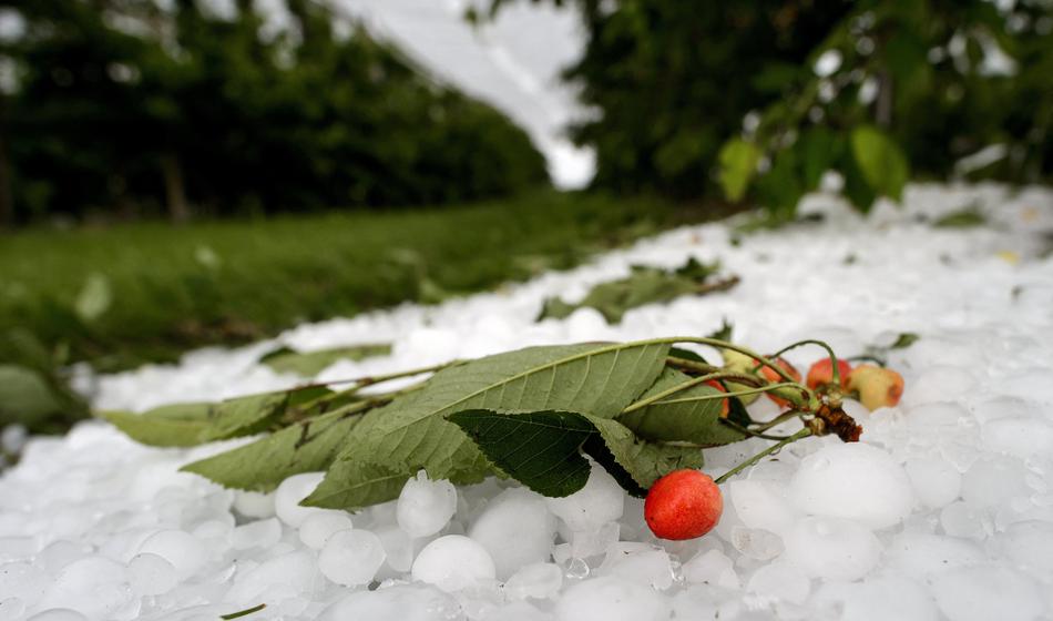 Nič ne bo s češnjami: Toča opustošila Goriška brda