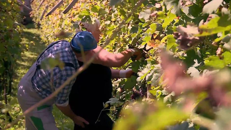 milan teržan | Avtor: POP TV