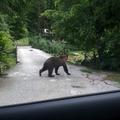 Medved v Iški