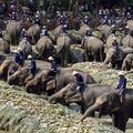 Mednarodni dan slonov