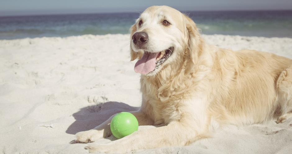 pasja plaža | Avtor: Profimedia