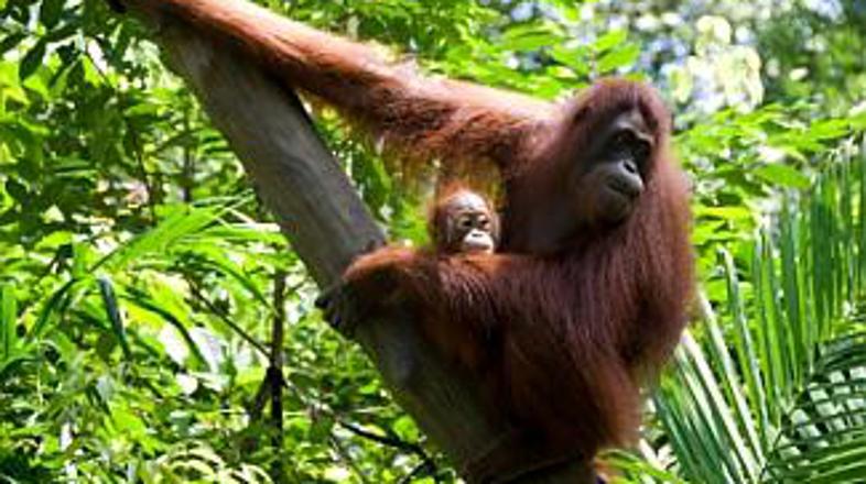 "Osebe iz gozda" so nekoč živele tudi na Javi, v Vietnamu ... Danes le še na Bor
